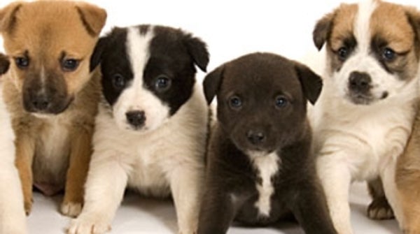 Why are different breeds of dogs all considered the same ...