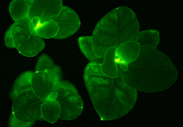 Positively glowing: fluorescent mammals are far more common than earlier  thought, study suggests, Science