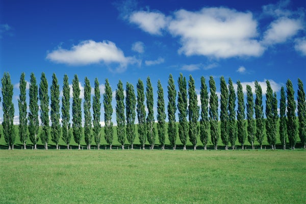 Row of poplar trees, pasture and blue skies with whit clouds
