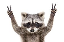 Can a Cartoon Raccoon Keep Schoolkids Safe from COVID-19?