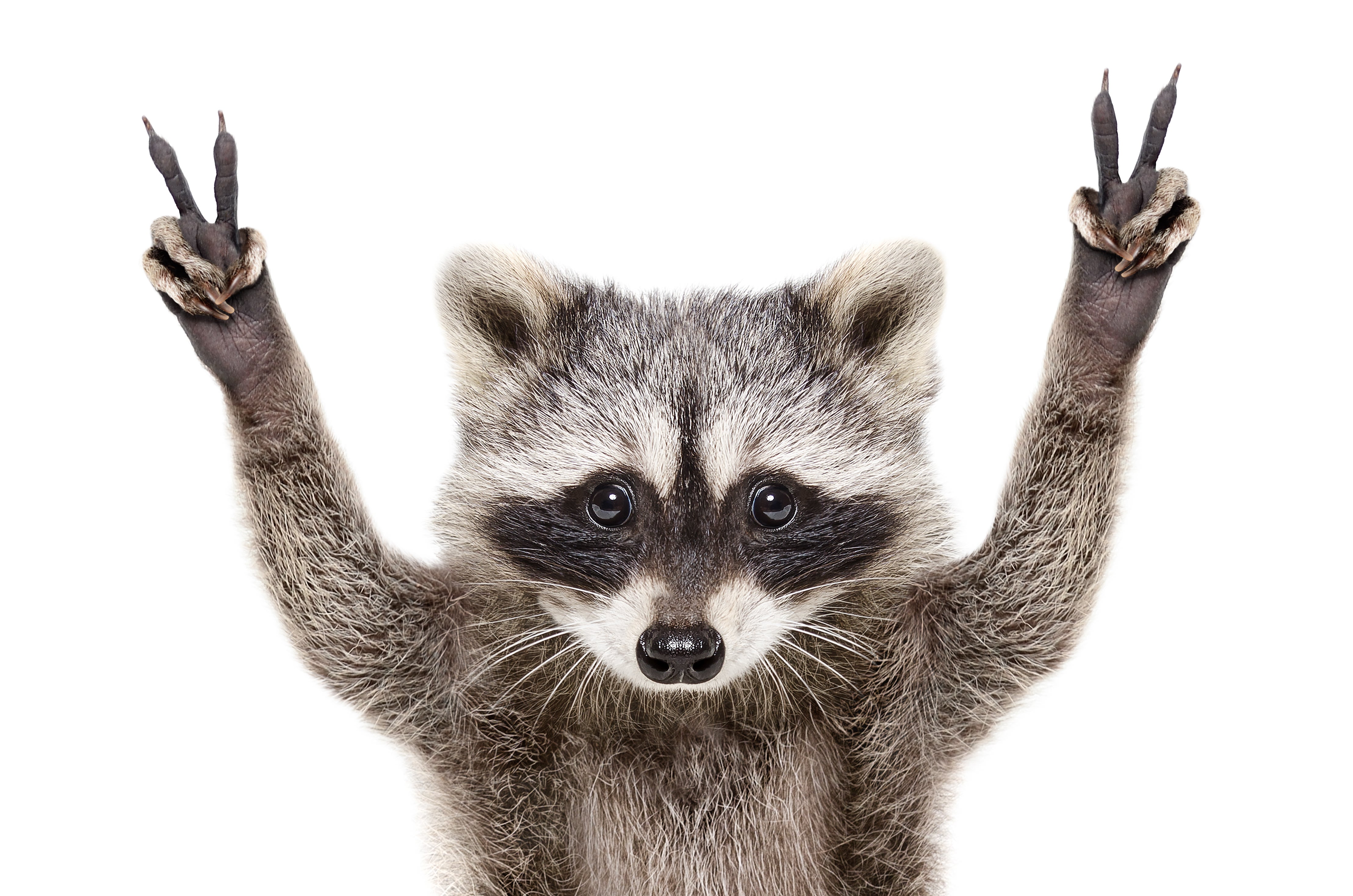 Can a Cartoon Raccoon Keep Schoolkids Safe from COVID-19? - Scientific  American