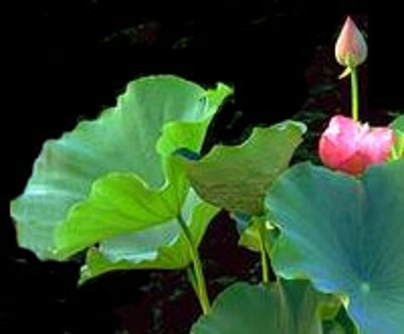  Few Lines On Lotus Flower In Hindi Kamal Lotus 2019 01 13