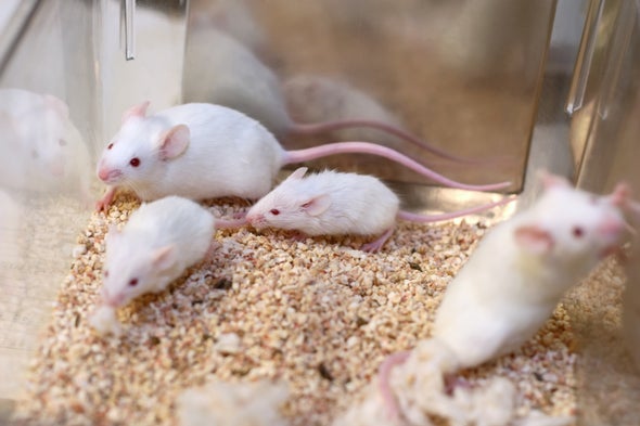 Controversial CRISPR "Gene Drives" Tested in Mammals for the First Time