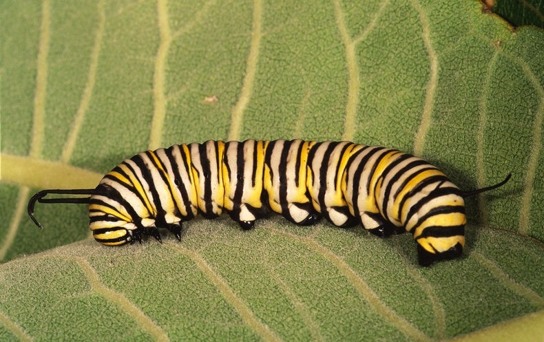 Meet Stretch - The Munching Machine Caterpillar! - Monarch Butterfly USA