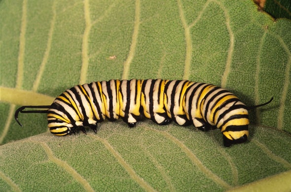 Rising CO2 Means Monarch Butterfly Bellyaches