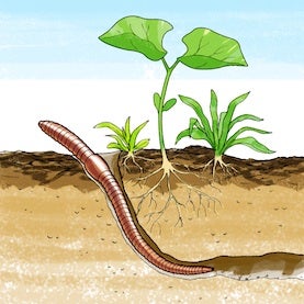 soil earthworms types science squirmy plant which scientificamerican projects fair project scientific american wormy wriggly activity