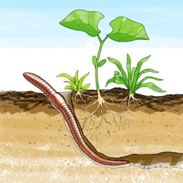 squirmy-science-which-soil-types-do-earthworms-like-best-scientific