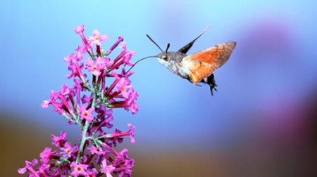 Hawk Moths Hold Steady When Faced with Turbulence