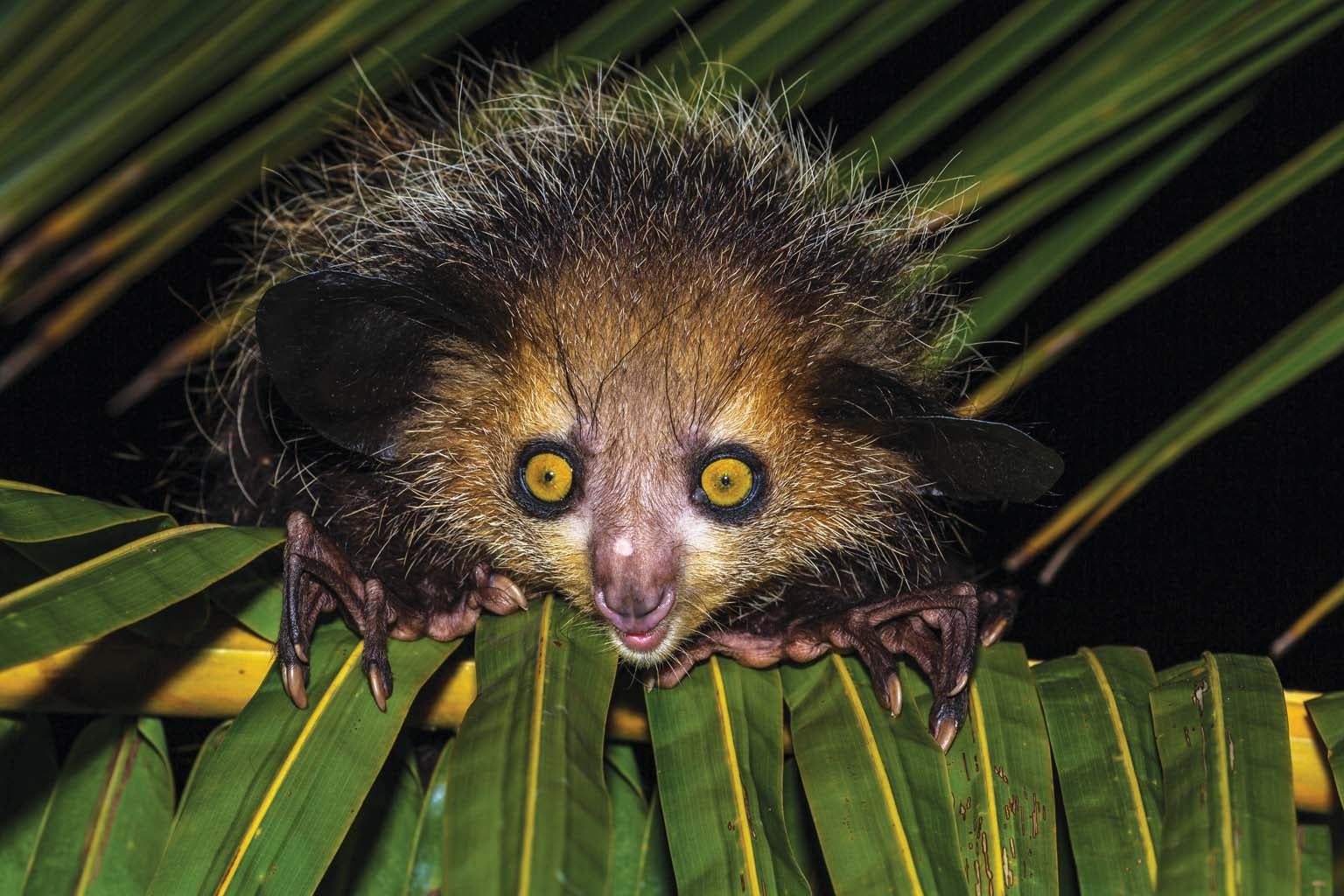 This Lemur's Creepily Long Finger Is Perfect for Nose Picking - Scientific  American