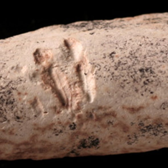 Something to Chew On: Bite Marks Suggest Ancient Mammals Dined On Dinosaur Bones