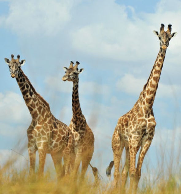 Book Review Giraffe Reflections Scientific American