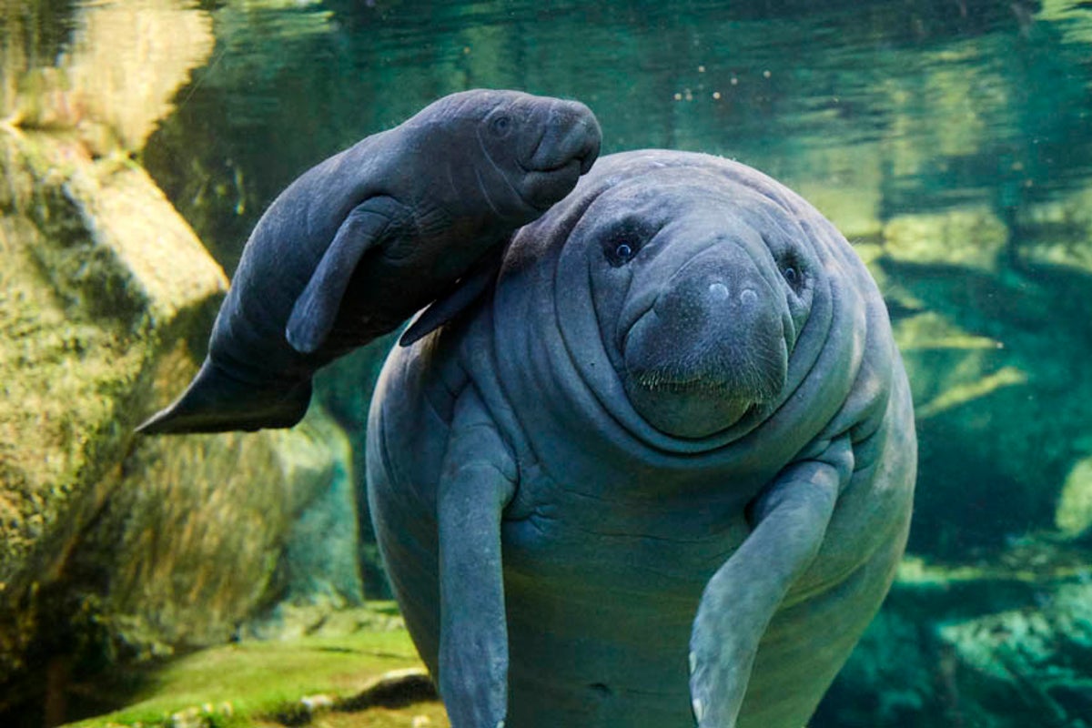 French Zoo Offers Rare Look at Baby Manatee | Scientific American