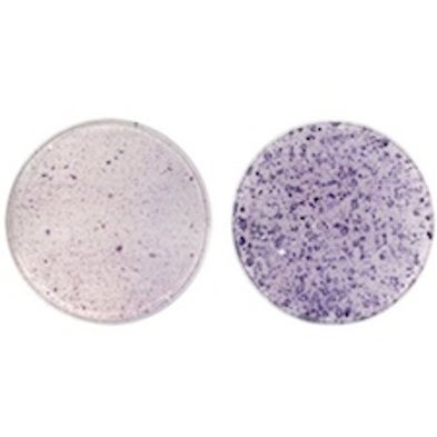 Vitamin C Boosts the Induction of Pluripotent Stem Cells