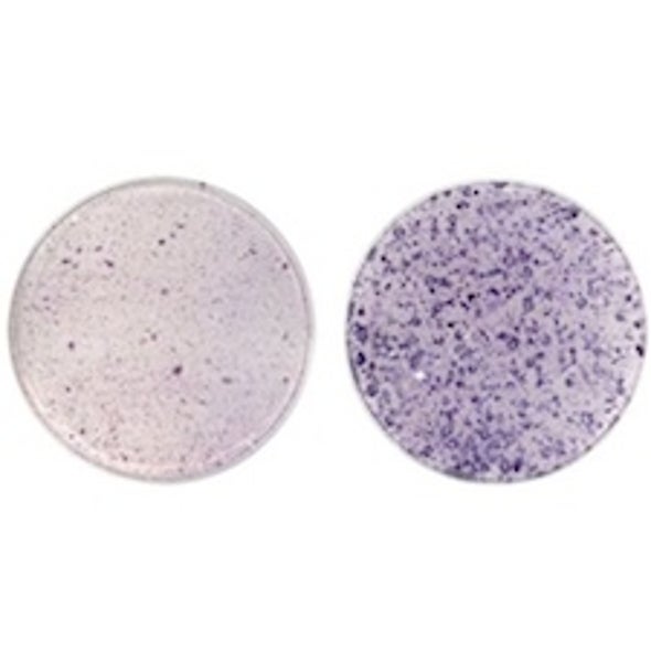 Vitamin C Boosts the Induction of Pluripotent Stem Cells