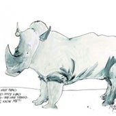 White Rhinoceros: