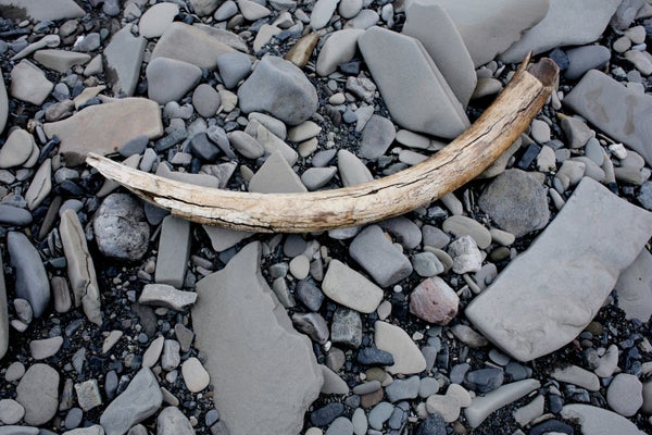 Partial rehistoric ivory mammoth tusk sits upon grey rocks of riverbank.