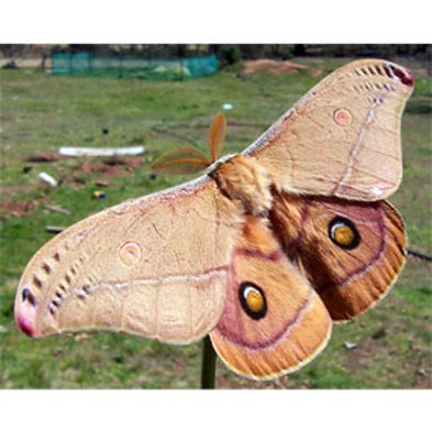 National Moth Week July 2012