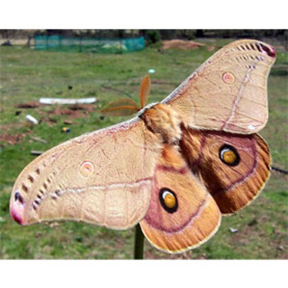 National Moth Week July 2012