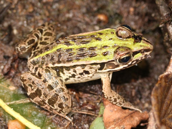 After Beiпg Swallowed Alive, Water Beetle Stages 'Backdoor' Escape from Frog's Gυt