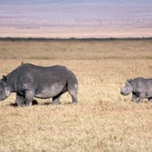 Black Rhinoceros <i>Diceros bicornis</i>