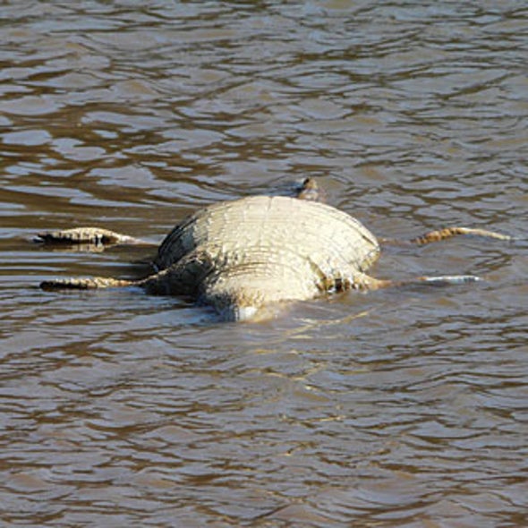 What Is Killing South African Crocs?