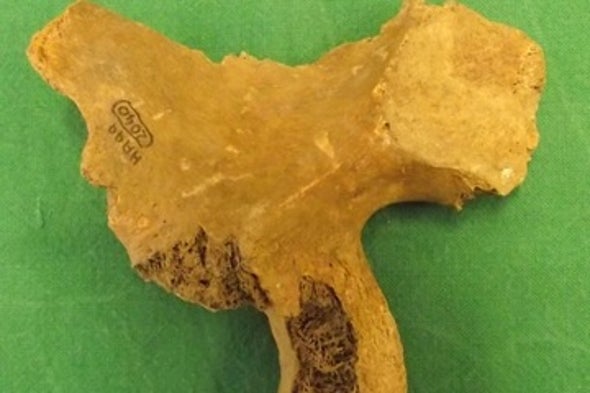 Pelvic Bone in Museum Storage May Belong to English King