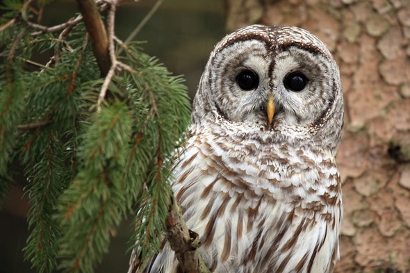 Barred Owls Invade the Sierra Nevada