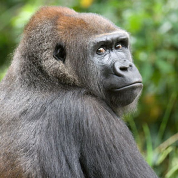 Will Central Africa's Forest Wildlife Be Eaten into Extinction?