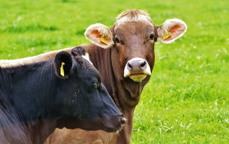 new-test-spots-human-form-of-mad-cow-disease-with-100-percent-accuracy-scientific-american