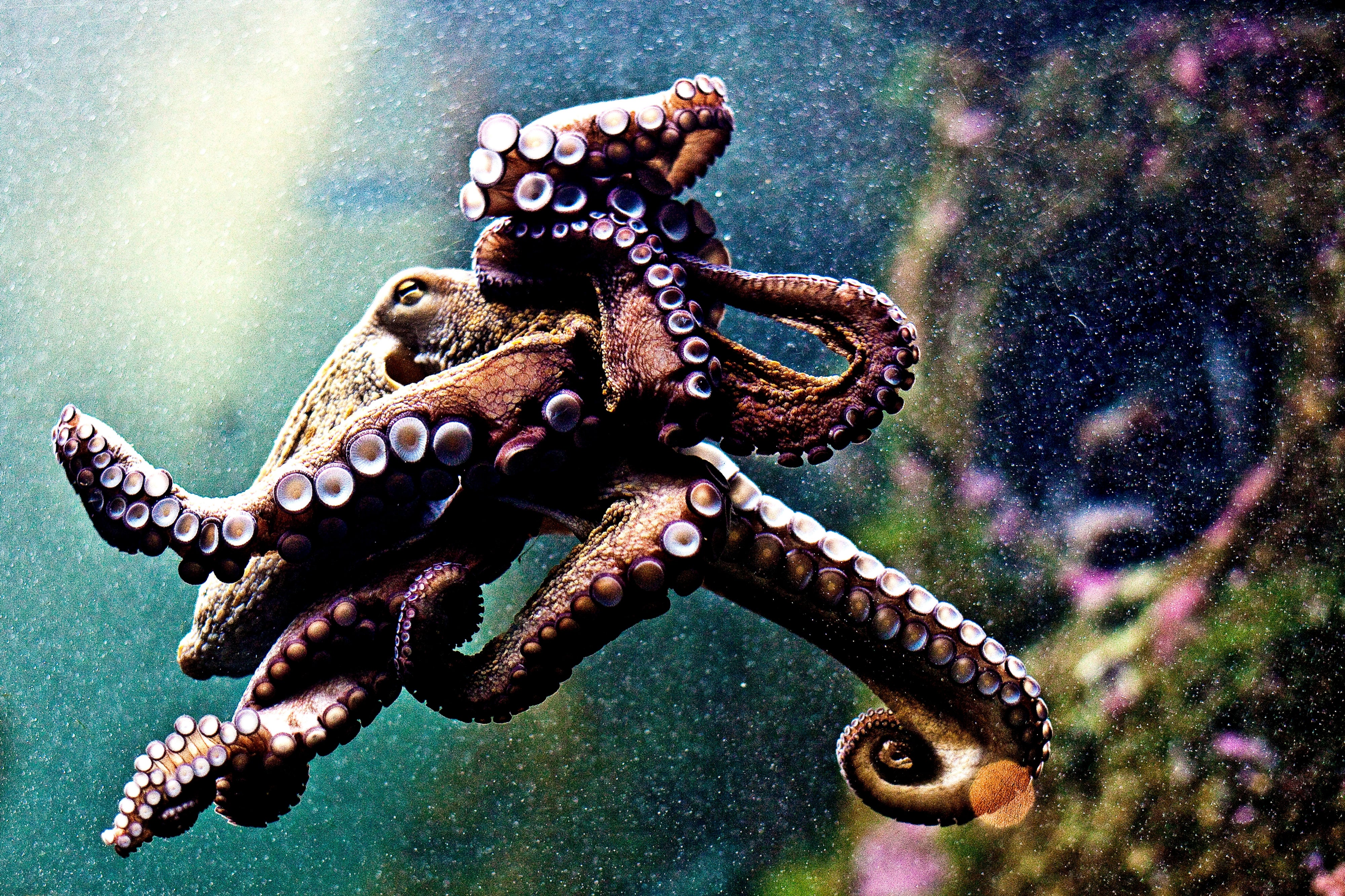 octopus and squid