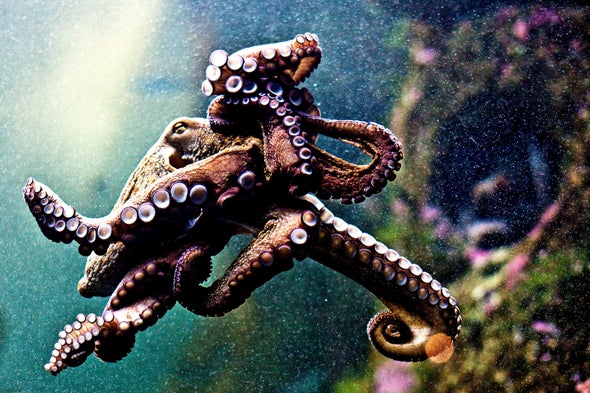 Octopus and Squid Populations Exploding Worldwide