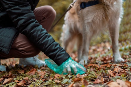 Mid section of a woman with dog picking up dog poop with green plastic bag.