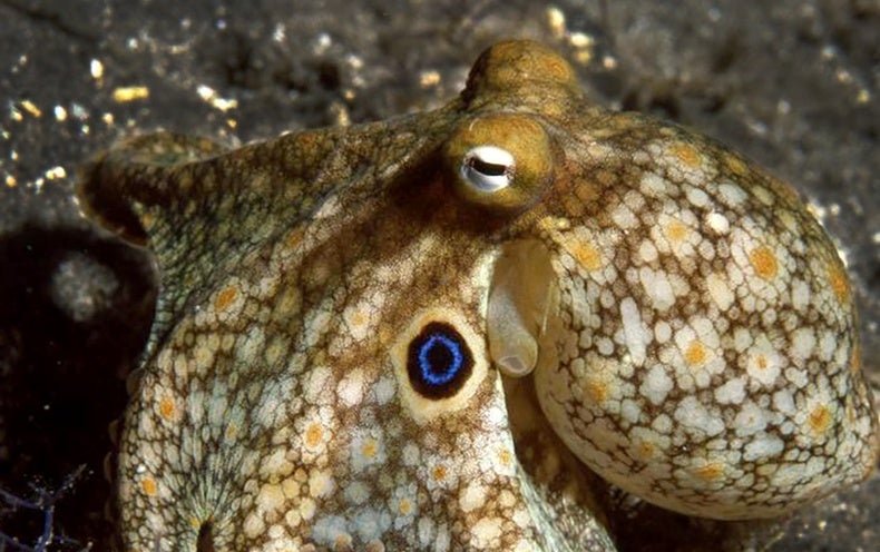 Los pulpos rediseñan sus cerebros cuando tienen frío