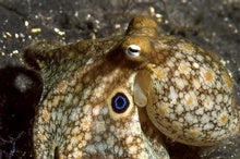 Octopuses Redesign Their Own Brains When They Get Chilly