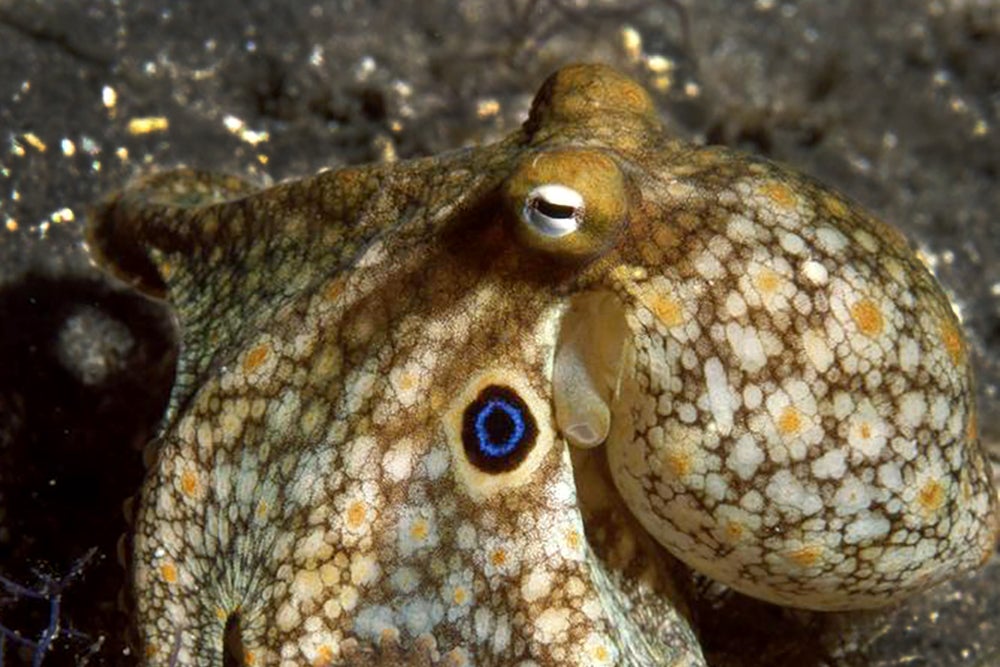 Octopuses Redesign Their Own Brain When They Get Chilly Scientific American