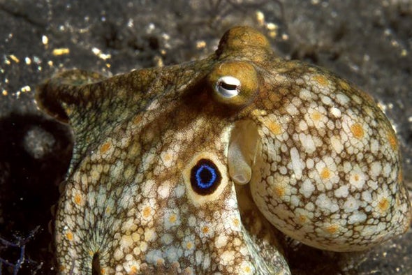 Octopuses Redesign Their Own Brain When They Get Chilly