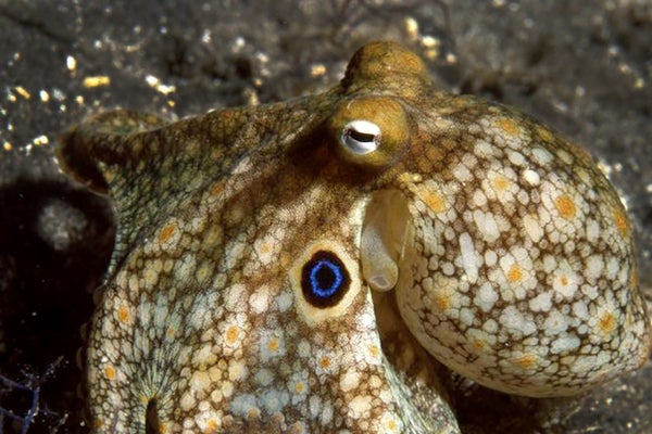 Close-up of octopus.