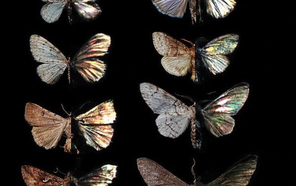 Still life of moth specimens shown against a black backdrop.