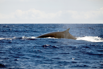 Nuclear Bomb Sensors Eavesdrop on Whales