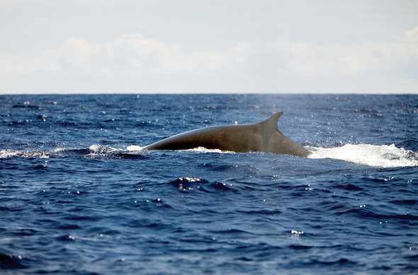 Nuclear Bomb Sensors Eavesdrop on Whales