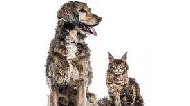 Dogs Have a Lot More Neurons Than Cats
