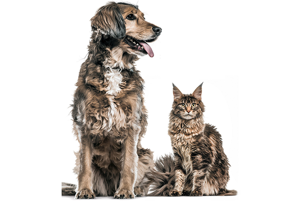 Dogs Have a Lot More Neurons Than Cats