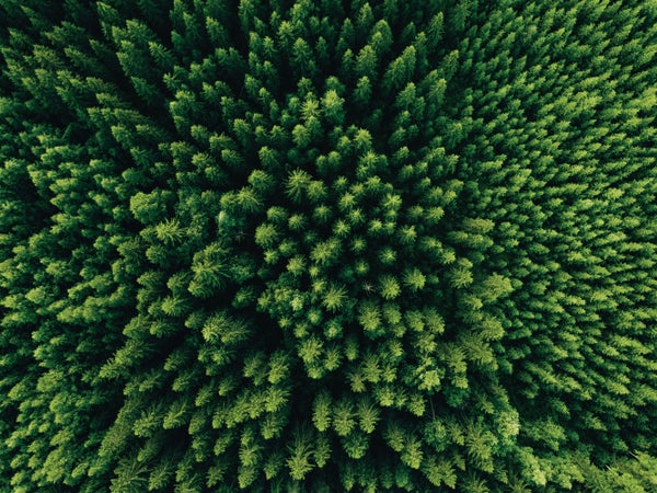 An aerial view looking straight down at densely packed pine trees.