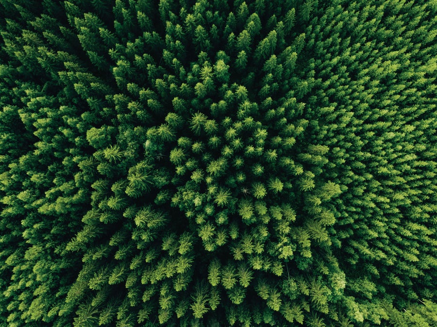 how do fungi help trees talk to each other