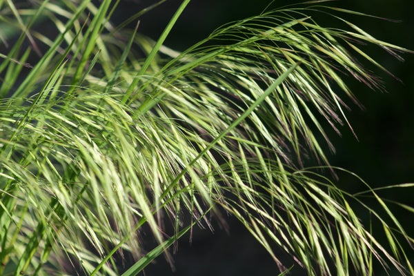Cheatgrass with green leaves close-up and dark background