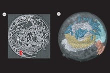 Penis Worm's Ancient Cousin Fossilized with Its Doughnut-Shaped Brain Intact