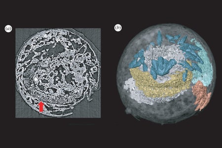 Markuelia hunanensis embryo and the general structure of the head and tail, with the fossilized brain colored yellow.