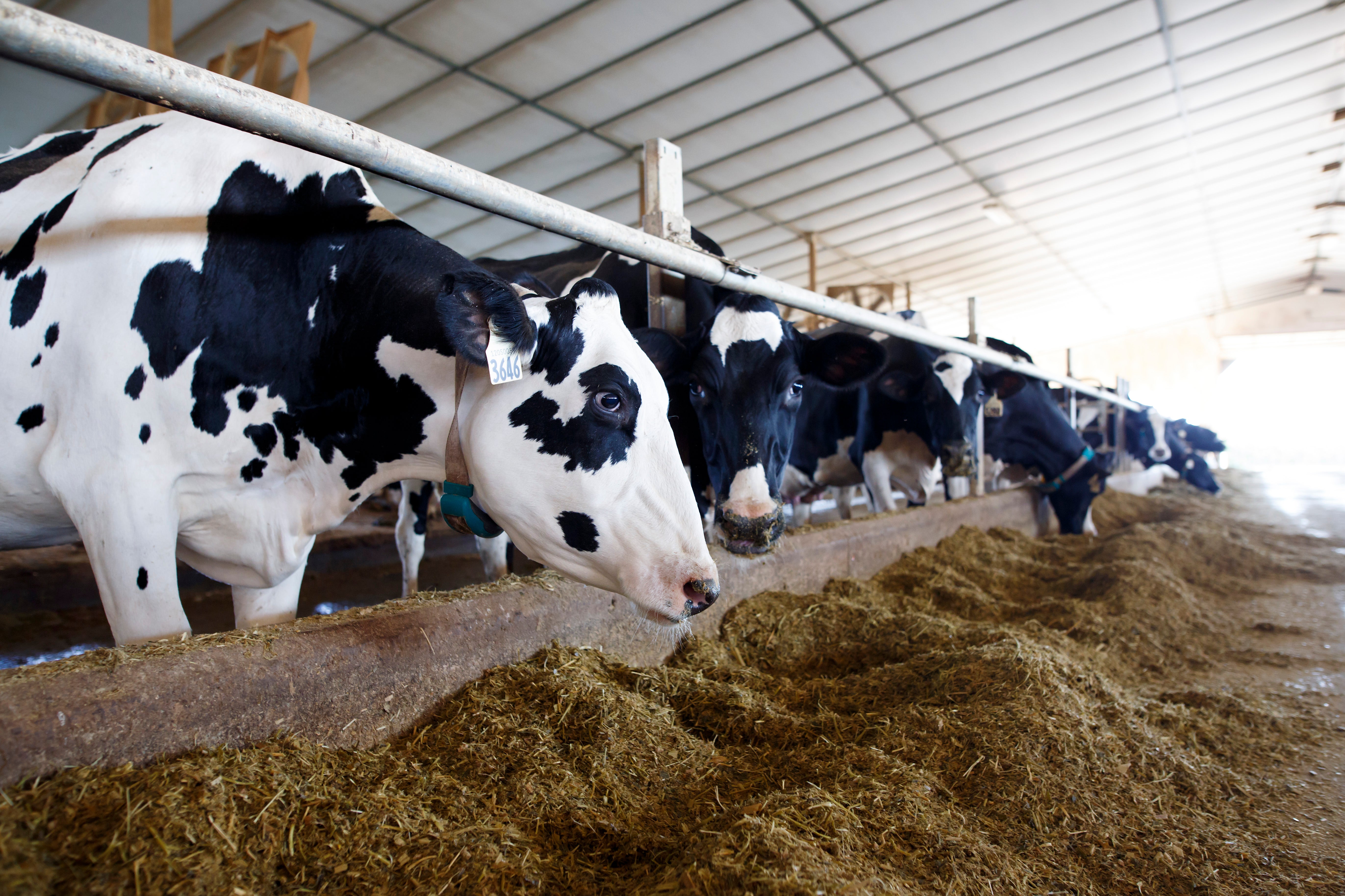 holstein calves