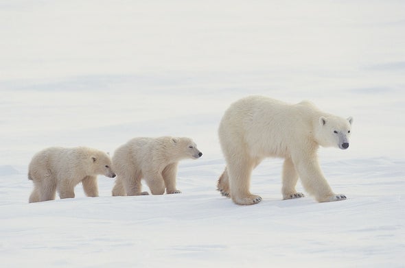 Polar Bears Can't Just Switch to Terrestrial Food