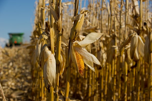 Rising Temperatures Could Cut Corn Production Scientific American